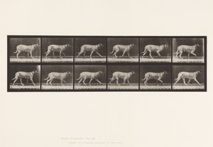 Tavle 706. Hund; Trav; Mastiff af Eadweard Muybridge