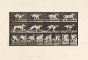 Tavle 707. Hund; Galoperende; Mastiff af Eadweard Muybridge