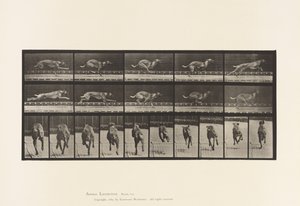 Tavle 708. Hund; Galoperende; Brun racerhund af Eadweard Muybridge