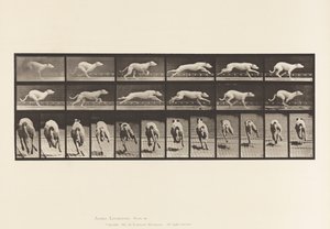 Tallerken 710. Hund; Galoperende; Hvid Racing Hound Maggie af Eadweard Muybridge
