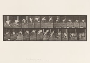 Tavle 712. Hund; Jumping Hurdle; Mastiff, Dread af Eadweard Muybridge