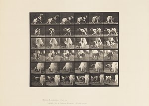 Tavle 713. Hund; Vende rundt osv.; Setter Kate af Eadweard Muybridge