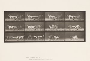 Tallerken 715. Hunde; Tre, trækker i et håndklæde, Ike, Maggie osv. af Eadweard Muybridge