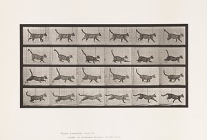 Tallerken 716. Kat; Gå, skift til galop af Eadweard Muybridge