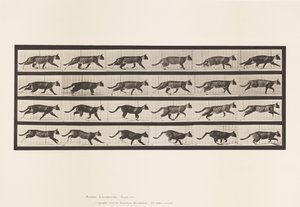 Tallerken 718. Kat; Trav; Skift til Galoping af Eadweard Muybridge