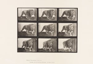 Tallerken 721. Løve; Gåture af Eadweard Muybridge