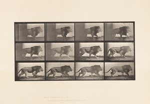 Tallerken 722. Løve; Gåture af Eadweard Muybridge