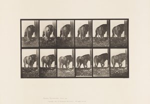 Tallerken 724. Løve; Gå, vende sig om af Eadweard Muybridge