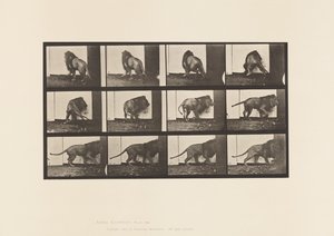 Tallerken 725. Løve; Gå, vende sig om af Eadweard Muybridge