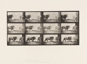 Tavle 726. Løve og Løvinde; Gåture af Eadweard Muybridge