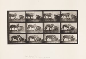 Tavle 727. Løvinne; Gåture; Løve; Ligger ned af Eadweard Muybridge