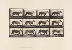 Tavle 728. Løvinde; Gåture; Løve; Ligger ned af Eadweard Muybridge