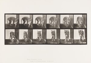 Tallerken 730. Tigress; Gåture; Vende rundt af Eadweard Muybridge