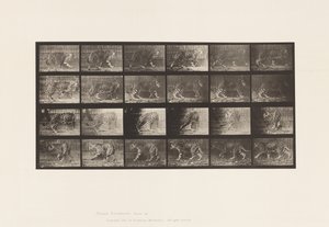 Tallerken 731. Jaquar; A, Gå; B, vende sig om af Eadweard Muybridge