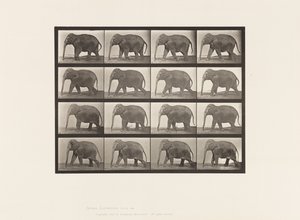 Tavle 732. Elefant; Gåture af Eadweard Muybridge