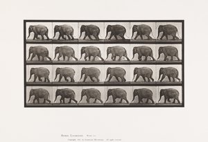 Tavle 733. Elefant; Gåture af Eadweard Muybridge