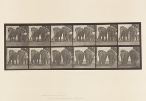 Tavle 734. Elefanter; To, gå af Eadweard Muybridge