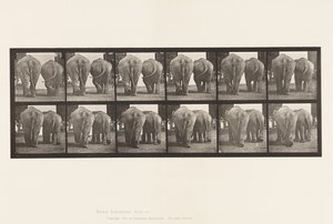 Tavle 735. Elefanter; To, gå af Eadweard Muybridge