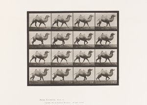 Tavle 738. Bactrian Camel; Reoler af Eadweard Muybridge
