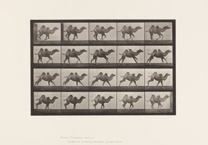 Tavle 740. Bactrian Camel; (Ung), Galoperende af Eadweard Muybridge