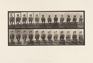 Tavle 741. Bactrian Camel; A, Gå; B, Reoler af Eadweard Muybridge