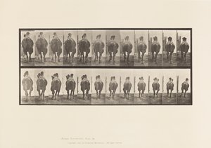 Tavle 742. Bactrian Camel; A, Reoler; B, Galoperende af Eadweard Muybridge