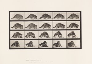 Tallerken 745. Vaskebjørn; Gåture; og vende sig om af Eadweard Muybridge