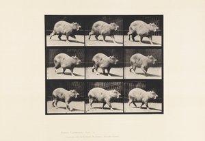 Tavle 746. Capybara; Gåture af Eadweard Muybridge
