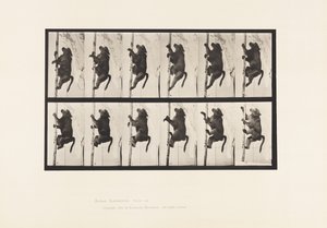 Tallerken 749. Bavian; Klatring af en stang af Eadweard Muybridge