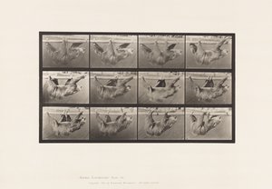 Tallerken 750. Dovendyr; Gående, ophængt på en vandret stang af Eadweard Muybridge