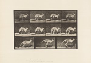 Tavle 751. Kænguru; Gå på alle fire; Skift til Jumping af Eadweard Muybridge
