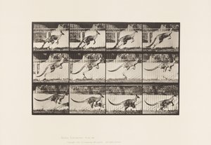 Tavle 752. Kænguru; Hoppe af Eadweard Muybridge