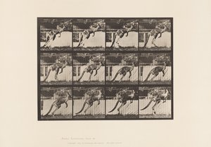 Tavle 753. Kænguru; Hoppe af Eadweard Muybridge