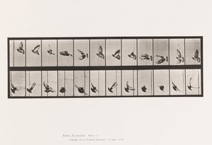 Tavle 756. Due; Flyvende af Eadweard Muybridge