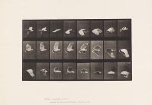 Tallerken 758. Kakadue; Flyvende af Eadweard Muybridge