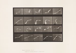 Tallerken 760. Kakadue; Flyvende af Eadweard Muybridge