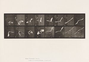 Tallerken 761. Kakadu; Flyvende af Eadweard Muybridge