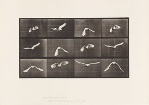 Tallerken 762. Kakadu; Flyvende af Eadweard Muybridge