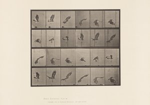 Tavle 763. Rødhalet Høg; Flyvende af Eadweard Muybridge