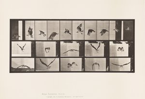 Tavle 764. Fiskehøg; Flyvende af Eadweard Muybridge
