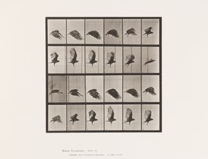 Tavle 765. Grib; Flyvende af Eadweard Muybridge