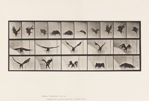 Tavle 769. Amerikansk Ørn; Flyvende af Eadweard Muybridge