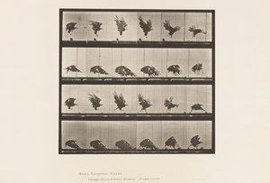 Tavle 770. American Eagle; Flyver nær jorden af Eadweard Muybridge