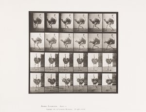Tavle 773. Struds; Løb af Eadweard Muybridge