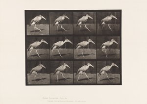 Tavle 774. Adjudant; Gåture af Eadweard Muybridge