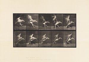 Tavle 775. Adjudant; Flyvende løb af Eadweard Muybridge