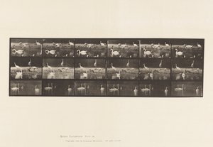 Tavle 776. Storke; Svaner osv., A, B, C af Eadweard Muybridge
