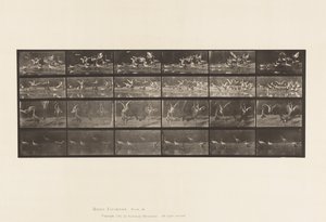 Tavle 777. Storke; osv. A, B, C, D af Eadweard Muybridge