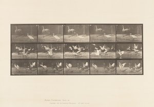 Tavle 778. Storke; osv. A, B, C af Eadweard Muybridge