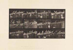 Tavle 779. Storke; Svaner osv. af Eadweard Muybridge